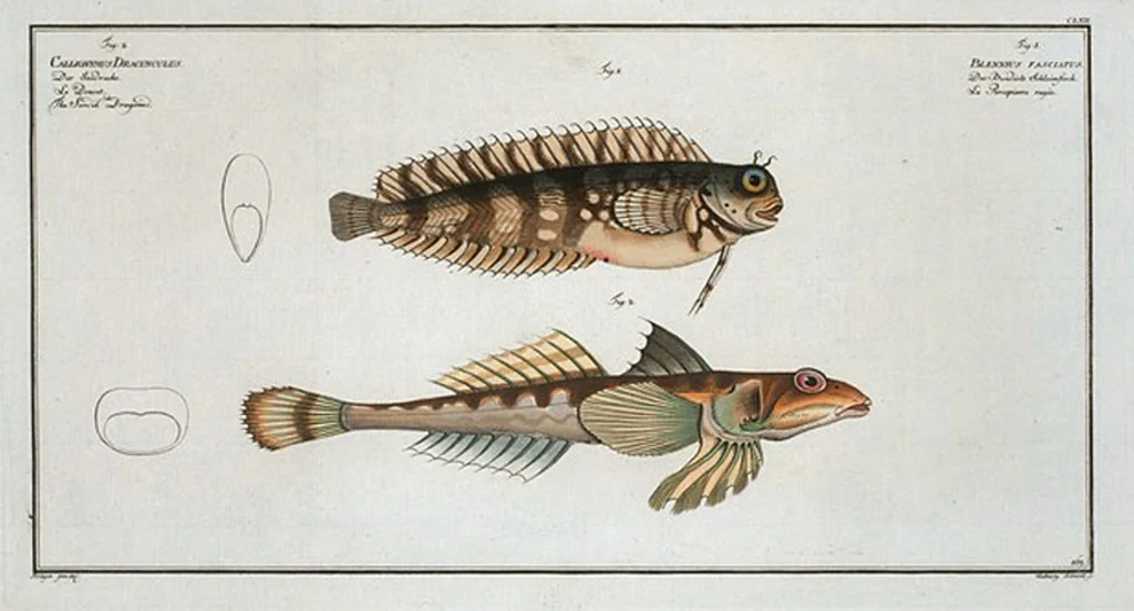 An illustration from Allgemeine Naturgeschichte der Fische. French = Ichtylogie, ou Histoire naturelle : generale et particuliere des poissons, 1785, leaf 172