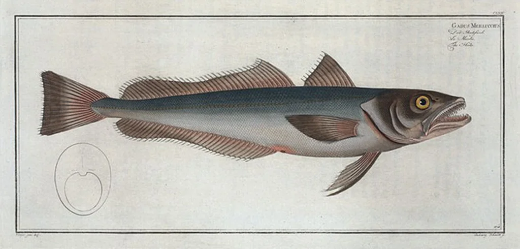 An illustration from Allgemeine Naturgeschichte der Fische. French = Ichtylogie, ou Histoire naturelle : generale et particuliere des poissons, 1785, leaf 174
