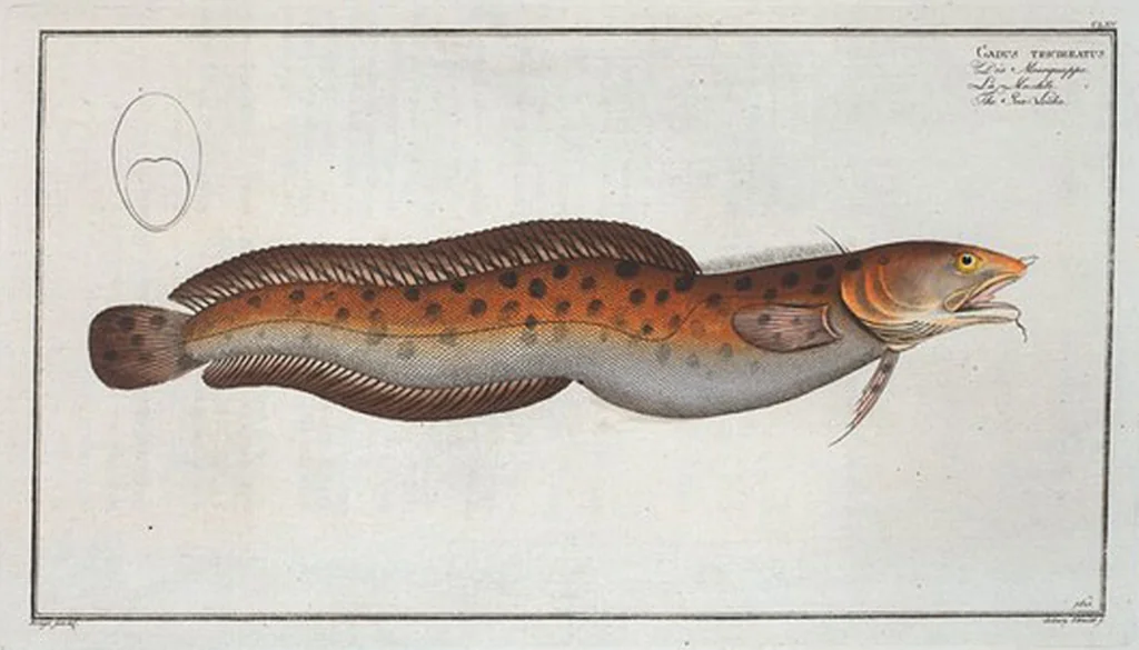 An illustration from Allgemeine Naturgeschichte der Fische. French = Ichtylogie, ou Histoire naturelle : generale et particuliere des poissons, 1785, leaf 175