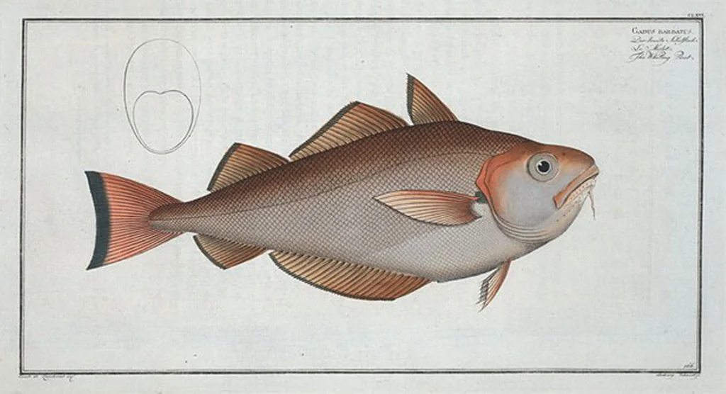 An illustration from Allgemeine Naturgeschichte der Fische. French = Ichtylogie, ou Histoire naturelle : generale et particuliere des poissons, 1785, leaf 176