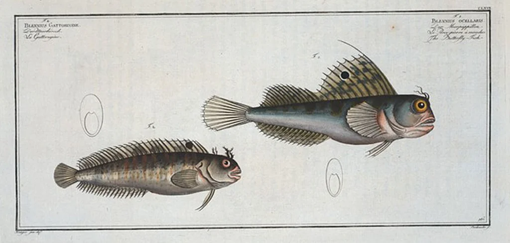 An illustration from Allgemeine Naturgeschichte der Fische. French = Ichtylogie, ou Histoire naturelle : generale et particuliere des poissons, 1785, leaf 177