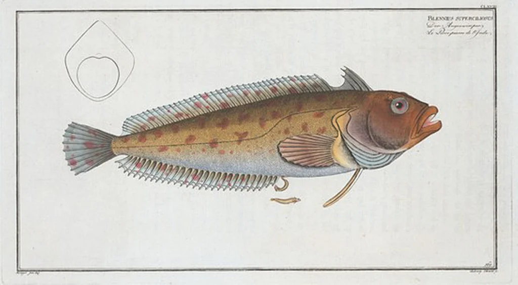 An illustration from Allgemeine Naturgeschichte der Fische. French = Ichtylogie, ou Histoire naturelle : generale et particuliere des poissons, 1785, leaf 178