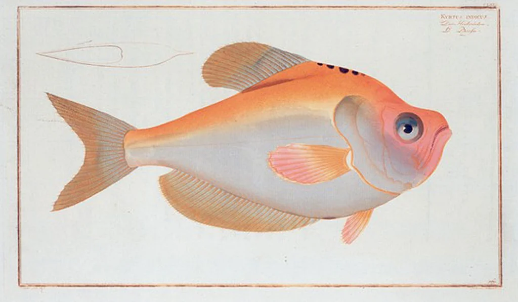 An illustration from Allgemeine Naturgeschichte der Fische. French = Ichtylogie, ou Histoire naturelle : generale et particuliere des poissons, 1785, leaf 179