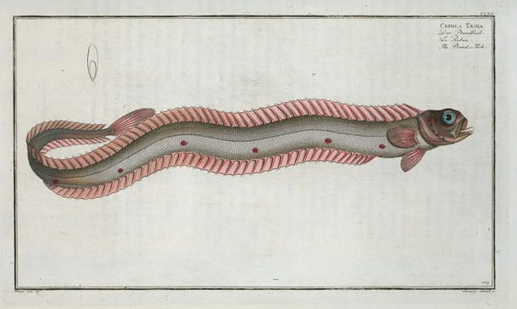 An illustration from Allgemeine Naturgeschichte der Fische. French = Ichtylogie, ou Histoire naturelle : generale et particuliere des poissons, 1785, leaf 180