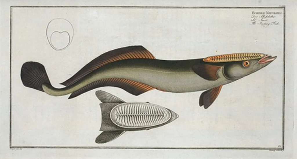 An illustration from Allgemeine Naturgeschichte der Fische. French = Ichtylogie, ou Histoire naturelle : generale et particuliere des poissons, 1785, leaf 181