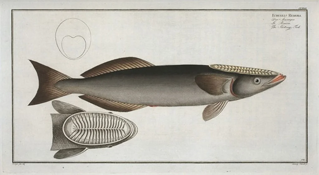 An illustration from Allgemeine Naturgeschichte der Fische. French = Ichtylogie, ou Histoire naturelle : generale et particuliere des poissons, 1785, leaf 182