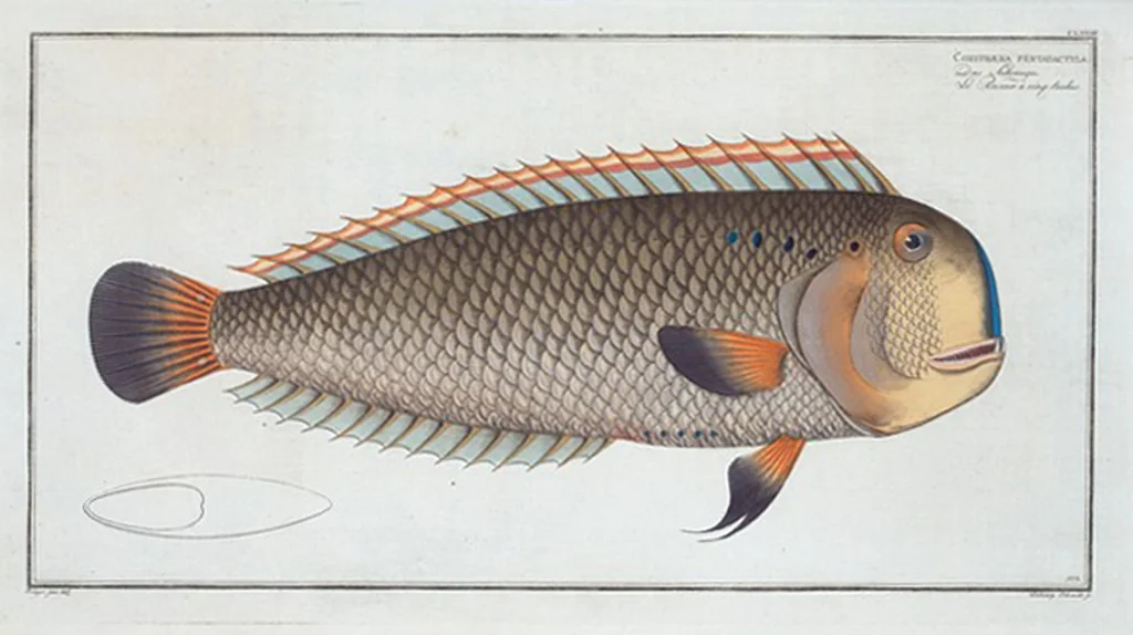 An illustration from Allgemeine Naturgeschichte der Fische. French = Ichtylogie, ou Histoire naturelle : generale et particuliere des poissons, 1785, leaf 183