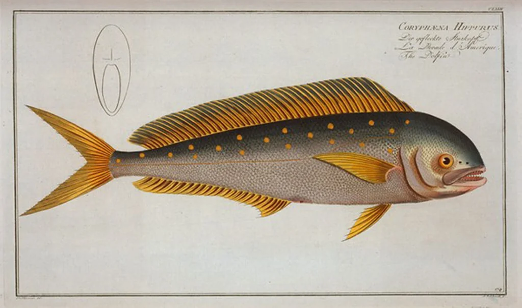 An illustration from Allgemeine Naturgeschichte der Fische. French = Ichtylogie, ou Histoire naturelle : generale et particuliere des poissons, 1785, leaf 184