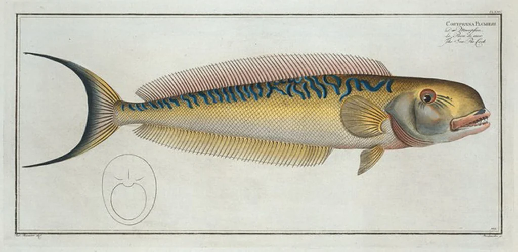 An illustration from Allgemeine Naturgeschichte der Fische. French = Ichtylogie, ou Histoire naturelle : generale et particuliere des poissons, 1785, leaf 185