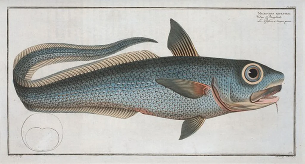 An illustration from Allgemeine Naturgeschichte der Fische. French = Ichtylogie, ou Histoire naturelle : generale et particuliere des poissons, 1785, leaf 187