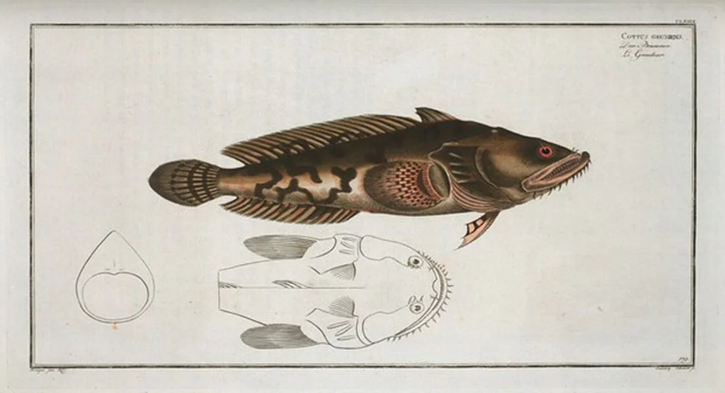 An illustration from Allgemeine Naturgeschichte der Fische. French = Ichtylogie, ou Histoire naturelle : generale et particuliere des poissons, 1785, leaf 189