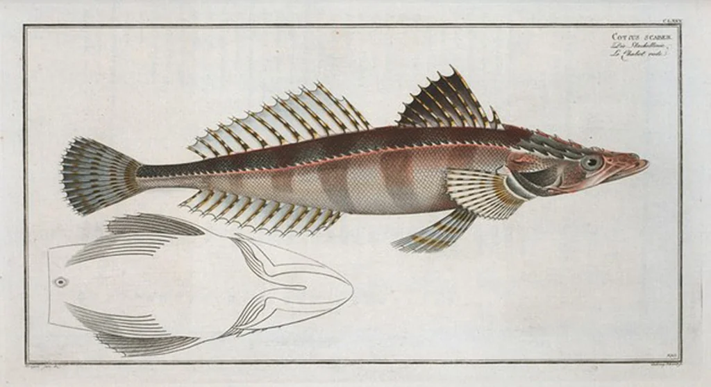 An illustration from Allgemeine Naturgeschichte der Fische. French = Ichtylogie, ou Histoire naturelle : generale et particuliere des poissons, 1785, leaf 190