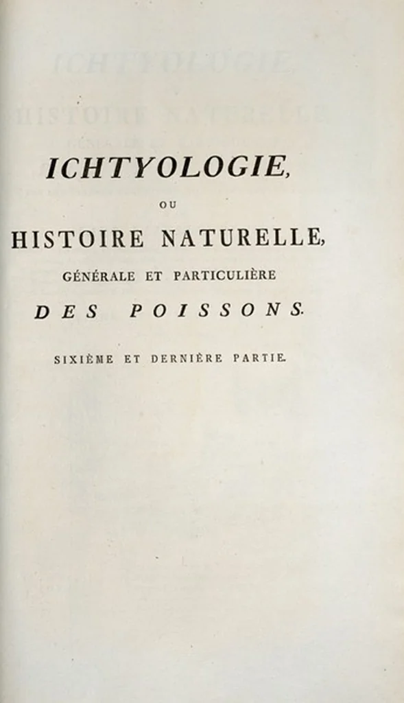 An illustration from Allgemeine Naturgeschichte der Fische. French = Ichtylogie, ou Histoire naturelle : generale et particuliere des poissons, 1785, leaf 191