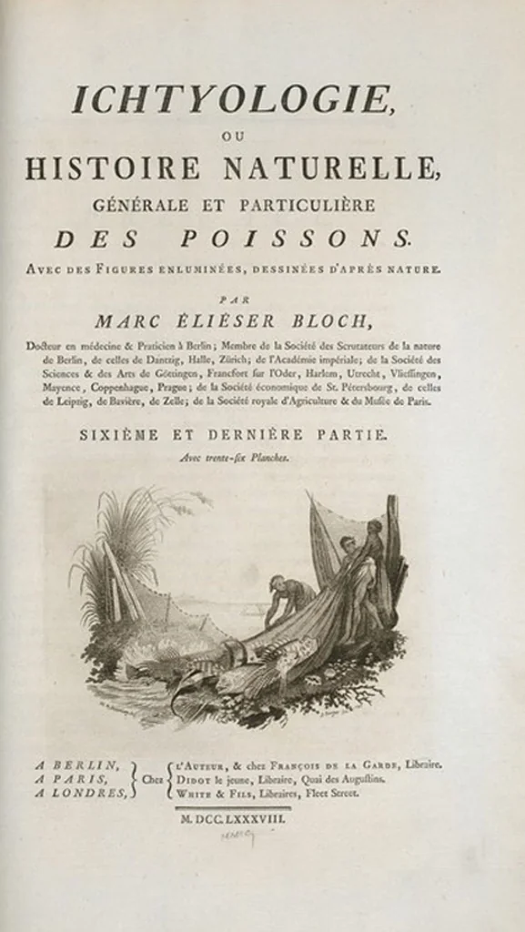 An illustration from Allgemeine Naturgeschichte der Fische. French = Ichtylogie, ou Histoire naturelle : generale et particuliere des poissons, 1785, leaf 192