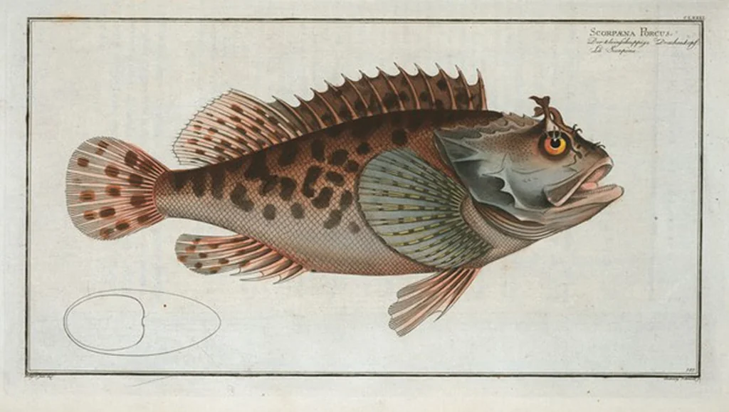 An illustration from Allgemeine Naturgeschichte der Fische. French = Ichtylogie, ou Histoire naturelle : generale et particuliere des poissons, 1785, leaf 193