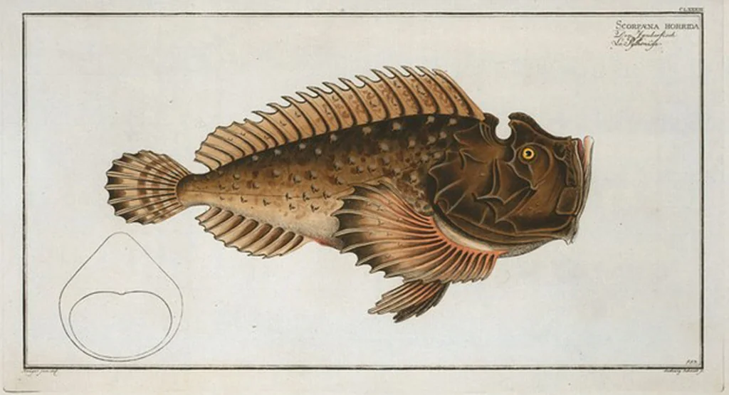 An illustration from Allgemeine Naturgeschichte der Fische. French = Ichtylogie, ou Histoire naturelle : generale et particuliere des poissons, 1785, leaf 195