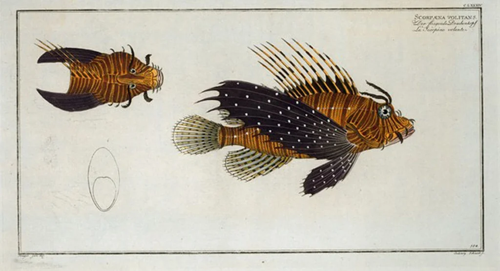 An illustration from Allgemeine Naturgeschichte der Fische. French = Ichtylogie, ou Histoire naturelle : generale et particuliere des poissons, 1785, leaf 196