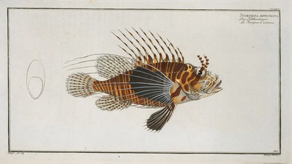 An illustration from Allgemeine Naturgeschichte der Fische. French = Ichtylogie, ou Histoire naturelle : generale et particuliere des poissons, 1785, leaf 197