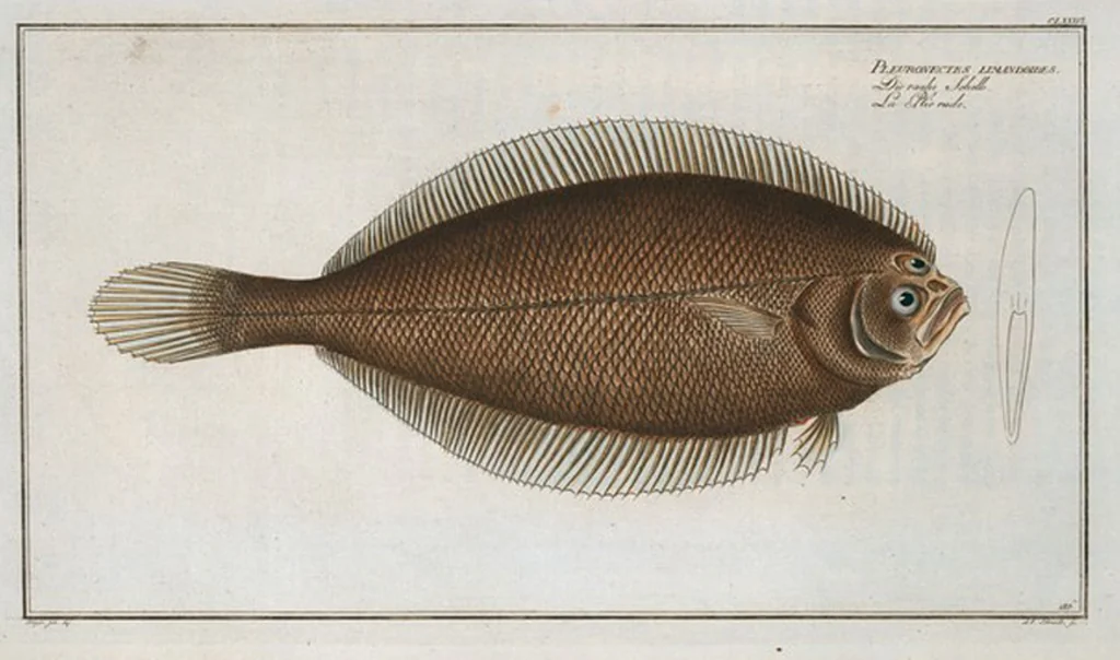 An illustration from Allgemeine Naturgeschichte der Fische. French = Ichtylogie, ou Histoire naturelle : generale et particuliere des poissons, 1785, leaf 198