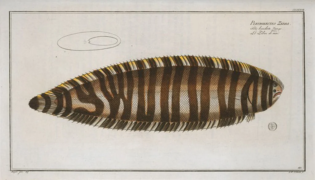 An illustration from Allgemeine Naturgeschichte der Fische. French = Ichtylogie, ou Histoire naturelle : generale et particuliere des poissons, 1785, leaf 199