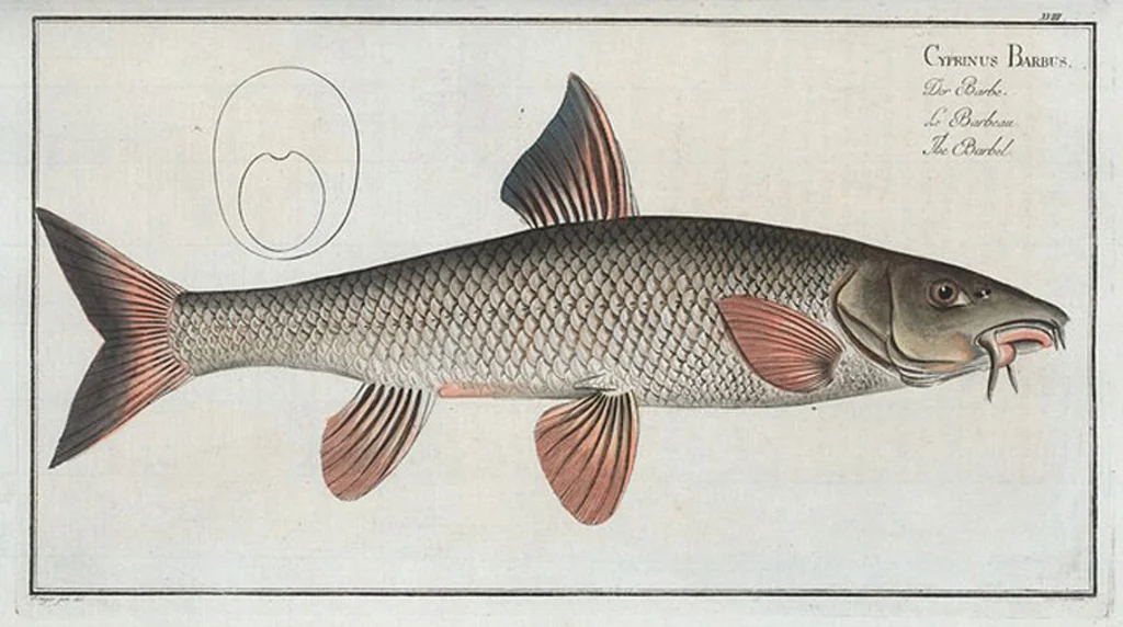 An illustration from Allgemeine Naturgeschichte der Fische. French = Ichtylogie, ou Histoire naturelle : generale et particuliere des poissons, 1785, leaf 20