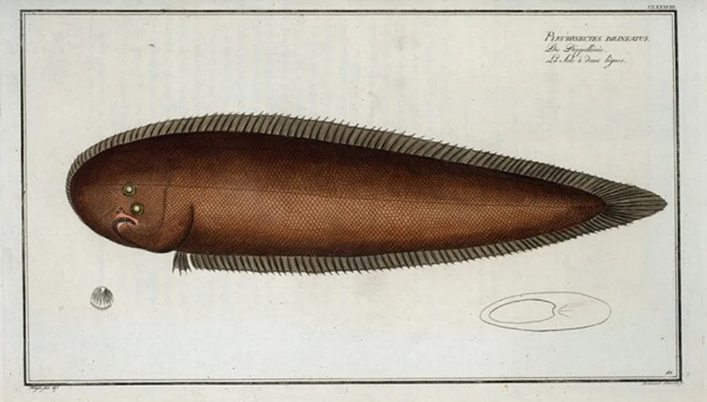 An illustration from Allgemeine Naturgeschichte der Fische. French = Ichtylogie, ou Histoire naturelle : generale et particuliere des poissons, 1785, leaf 200