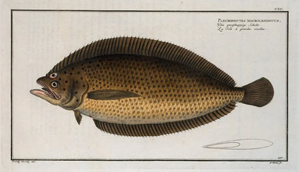 An illustration from Allgemeine Naturgeschichte der Fische. French = Ichtylogie, ou Histoire naturelle : generale et particuliere des poissons, 1785, leaf 202