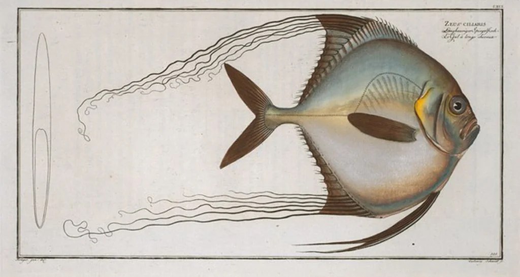 An illustration from Allgemeine Naturgeschichte der Fische. French = Ichtylogie, ou Histoire naturelle : generale et particuliere des poissons, 1785, leaf 203