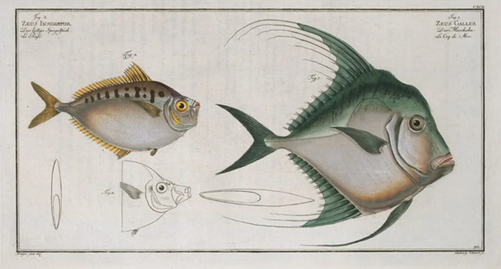 An illustration from Allgemeine Naturgeschichte der Fische. French = Ichtylogie, ou Histoire naturelle : generale et particuliere des poissons, 1785, leaf 204
