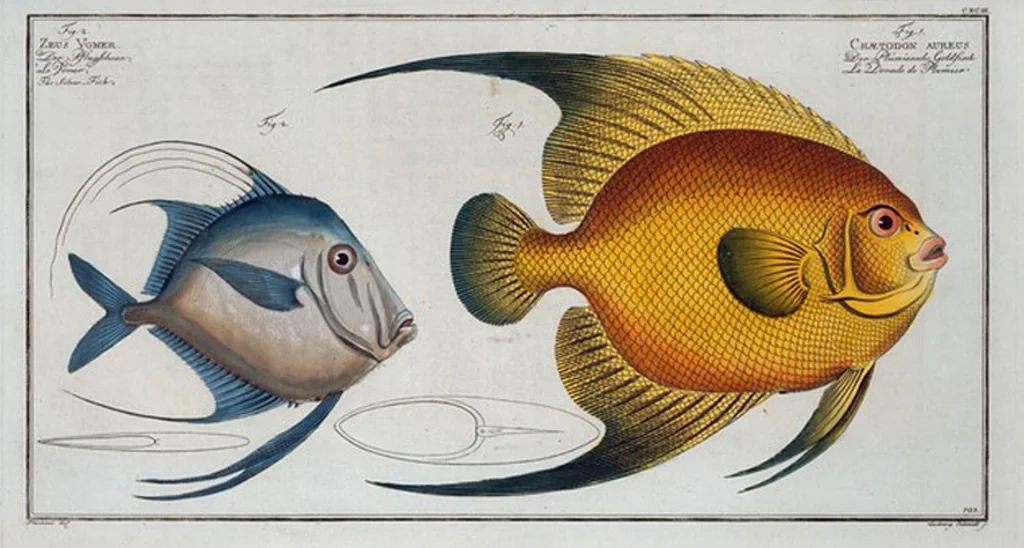 An illustration from Allgemeine Naturgeschichte der Fische. French = Ichtylogie, ou Histoire naturelle : generale et particuliere des poissons, 1785, leaf 205