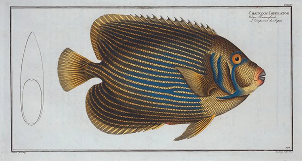 An illustration from Allgemeine Naturgeschichte der Fische. French = Ichtylogie, ou Histoire naturelle : generale et particuliere des poissons, 1785, leaf 206