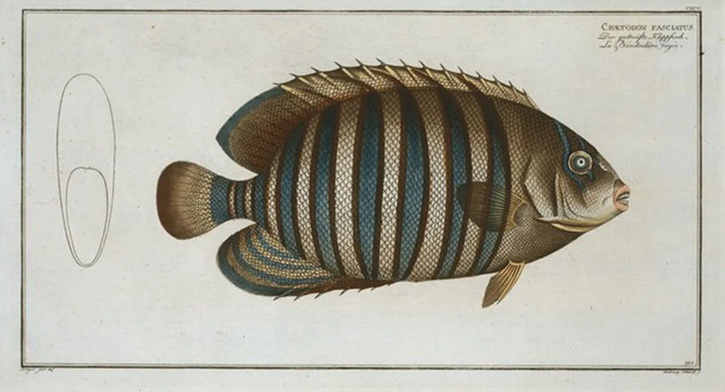 An illustration from Allgemeine Naturgeschichte der Fische. French = Ichtylogie, ou Histoire naturelle : generale et particuliere des poissons, 1785, leaf 207