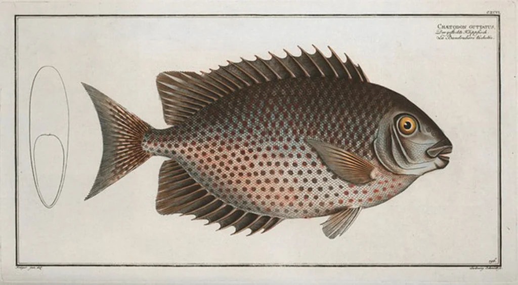 An illustration from Allgemeine Naturgeschichte der Fische. French = Ichtylogie, ou Histoire naturelle : generale et particuliere des poissons, 1785, leaf 208