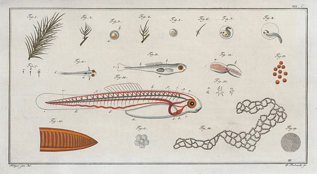 An illustration from Allgemeine Naturgeschichte der Fische. French = Ichtylogie, ou Histoire naturelle : generale et particuliere des poissons, 1785, leaf 21
