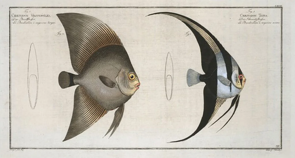 An illustration from Allgemeine Naturgeschichte der Fische. French = Ichtylogie, ou Histoire naturelle : generale et particuliere des poissons, 1785, leaf 211