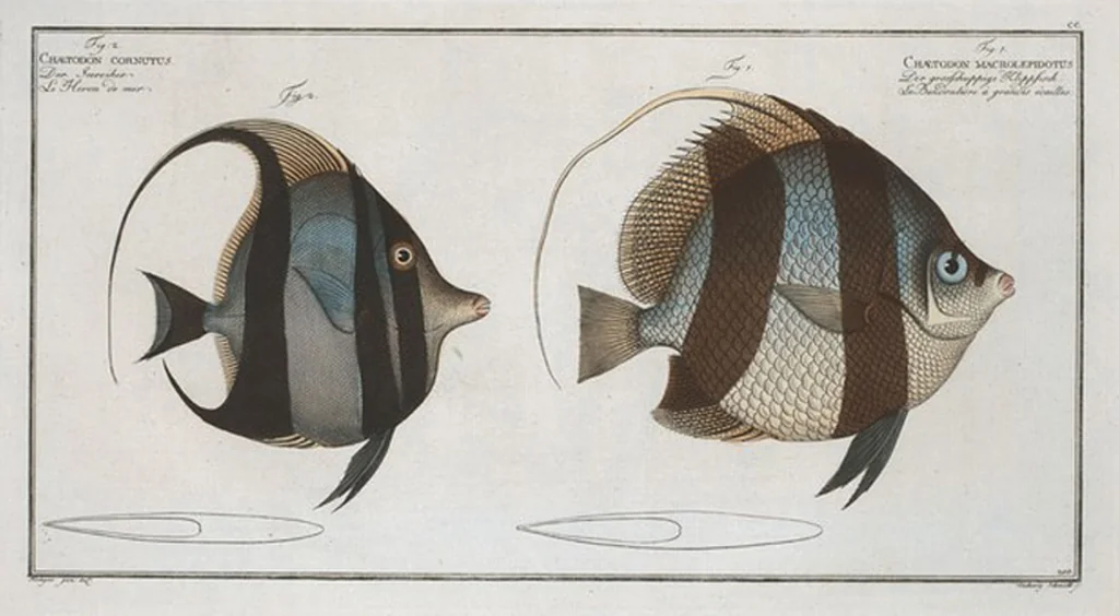 An illustration from Allgemeine Naturgeschichte der Fische. French = Ichtylogie, ou Histoire naturelle : generale et particuliere des poissons, 1785, leaf 212