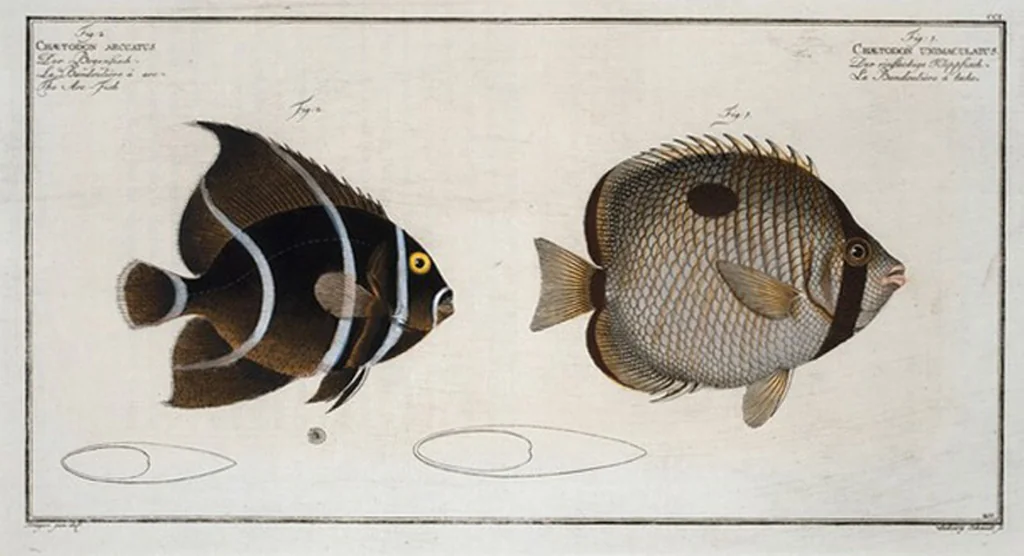 An illustration from Allgemeine Naturgeschichte der Fische. French = Ichtylogie, ou Histoire naturelle : generale et particuliere des poissons, 1785, leaf 213