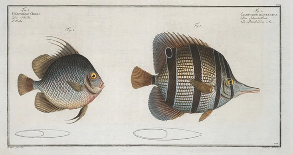 An illustration from Allgemeine Naturgeschichte der Fische. French = Ichtylogie, ou Histoire naturelle : generale et particuliere des poissons, 1785, leaf 214