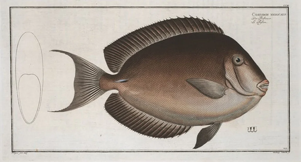 An illustration from Allgemeine Naturgeschichte der Fische. French = Ichtylogie, ou Histoire naturelle : generale et particuliere des poissons, 1785, leaf 215