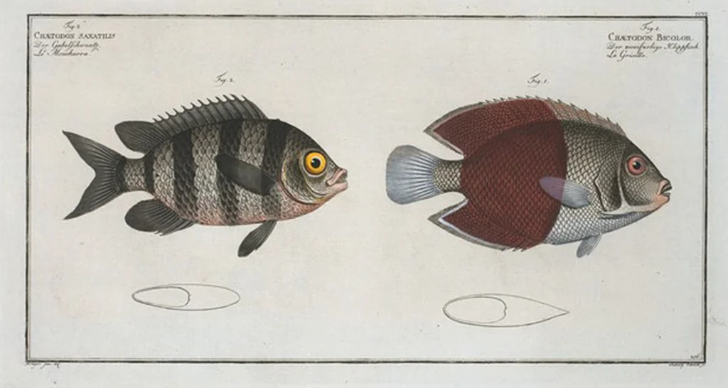 An illustration from Allgemeine Naturgeschichte der Fische. French = Ichtylogie, ou Histoire naturelle : generale et particuliere des poissons, 1785, leaf 218