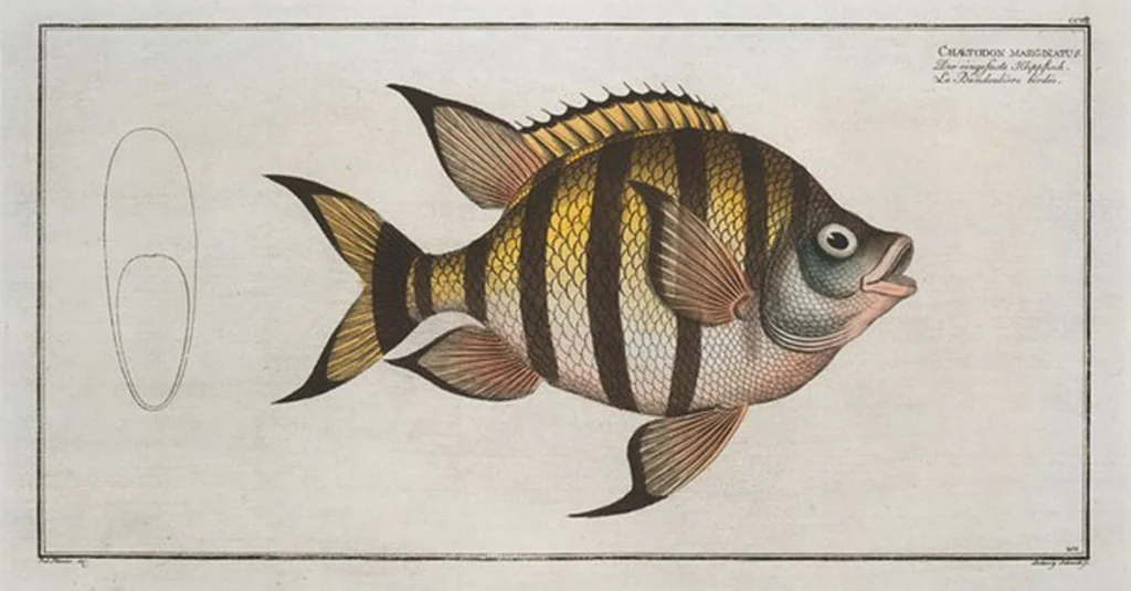 An illustration from Allgemeine Naturgeschichte der Fische. French = Ichtylogie, ou Histoire naturelle : generale et particuliere des poissons, 1785, leaf 219