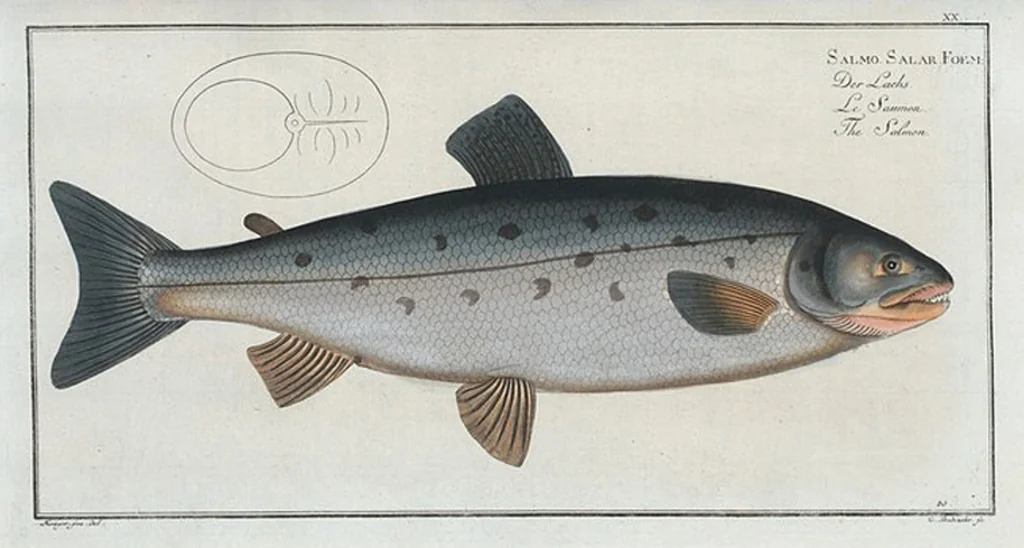 An illustration from Allgemeine Naturgeschichte der Fische. French = Ichtylogie, ou Histoire naturelle : generale et particuliere des poissons, 1785, leaf 22