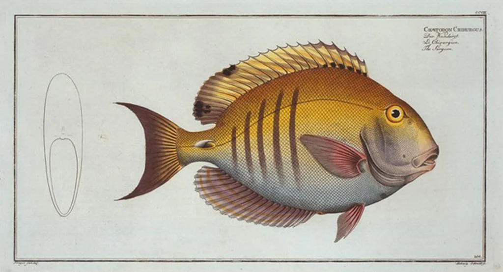 An illustration from Allgemeine Naturgeschichte der Fische. French = Ichtylogie, ou Histoire naturelle : generale et particuliere des poissons, 1785, leaf 220
