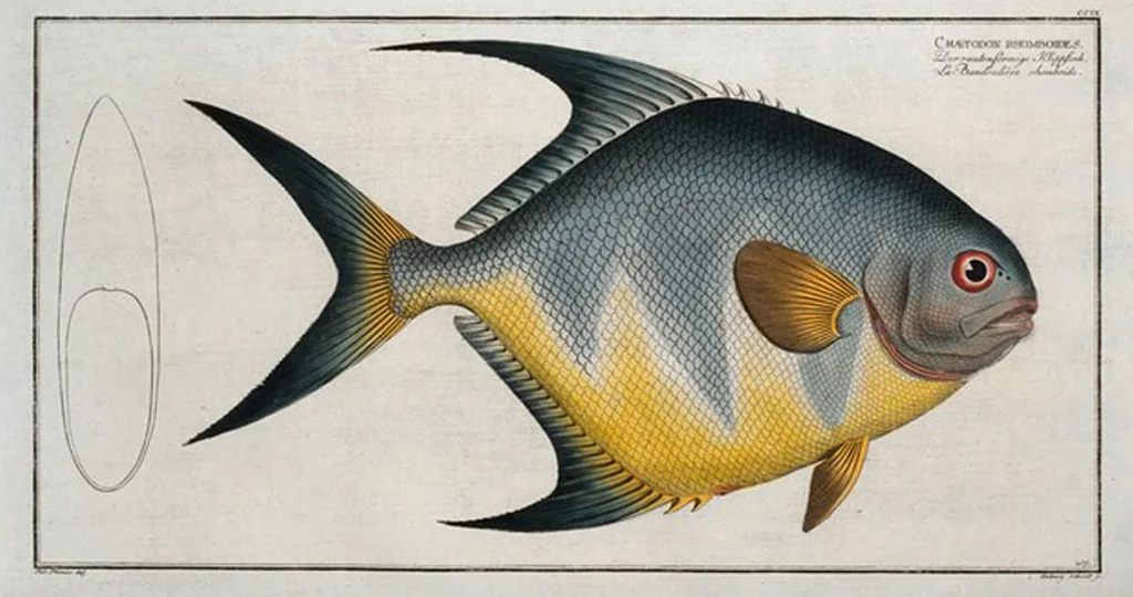 An illustration from Allgemeine Naturgeschichte der Fische. French = Ichtylogie, ou Histoire naturelle : generale et particuliere des poissons, 1785, leaf 221