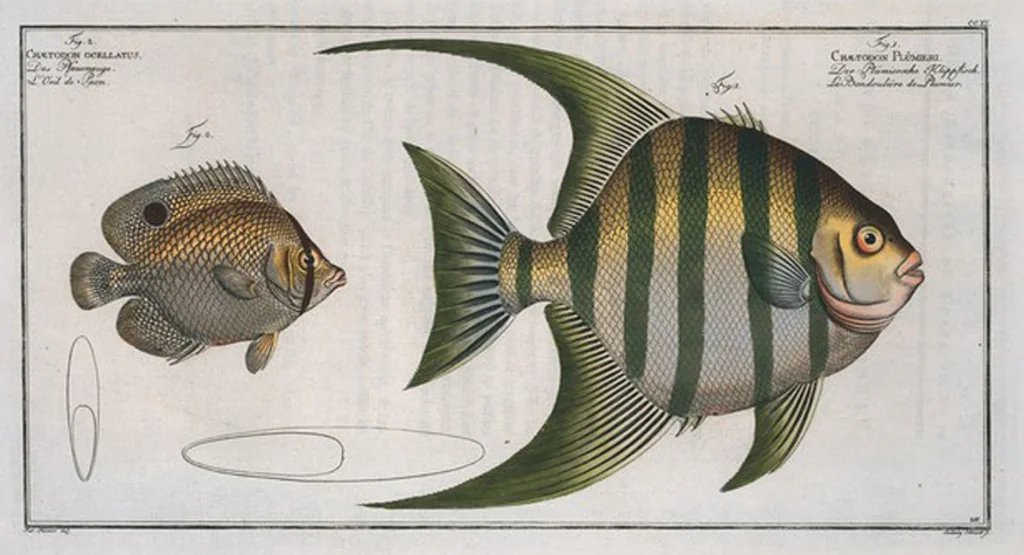 An illustration from Allgemeine Naturgeschichte der Fische. French = Ichtylogie, ou Histoire naturelle : generale et particuliere des poissons, 1785, leaf 223