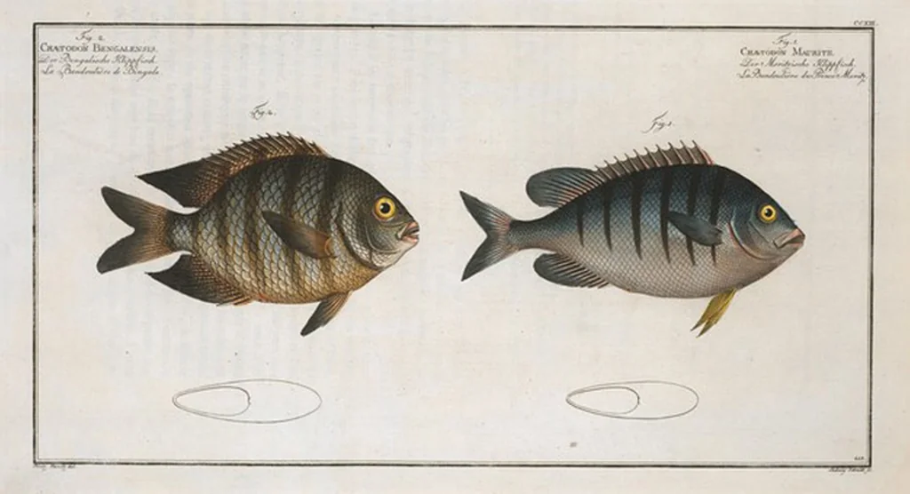 An illustration from Allgemeine Naturgeschichte der Fische. French = Ichtylogie, ou Histoire naturelle : generale et particuliere des poissons, 1785, leaf 225