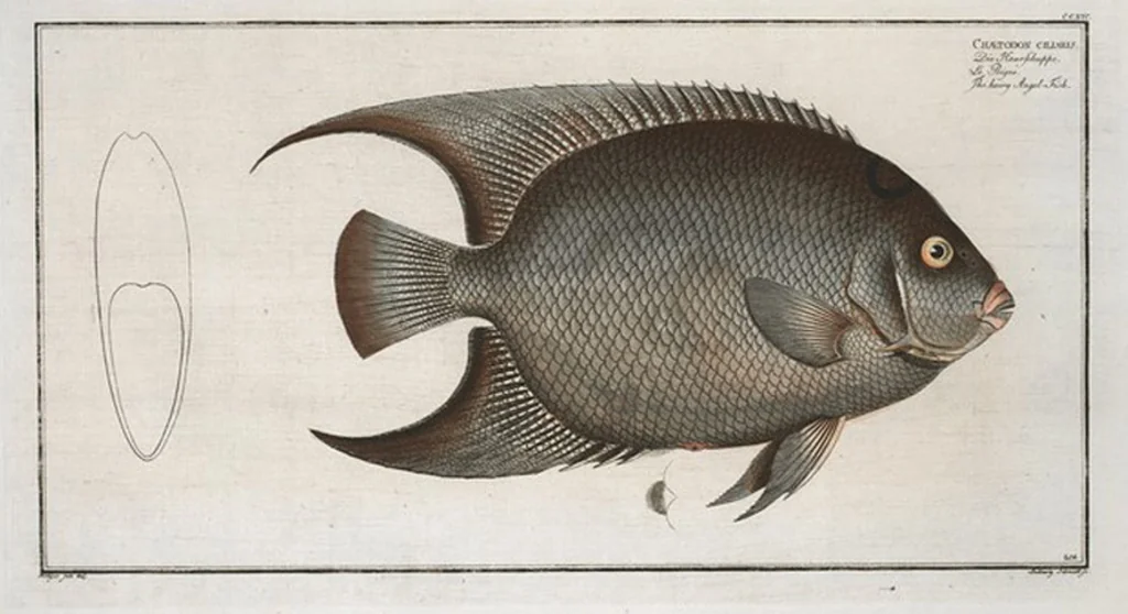 An illustration from Allgemeine Naturgeschichte der Fische. French = Ichtylogie, ou Histoire naturelle : generale et particuliere des poissons, 1785, leaf 226