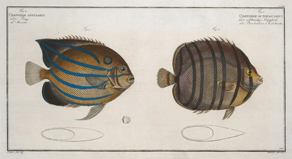 An illustration from Allgemeine Naturgeschichte der Fische. French = Ichtylogie, ou Histoire naturelle : generale et particuliere des poissons, 1785, leaf 227