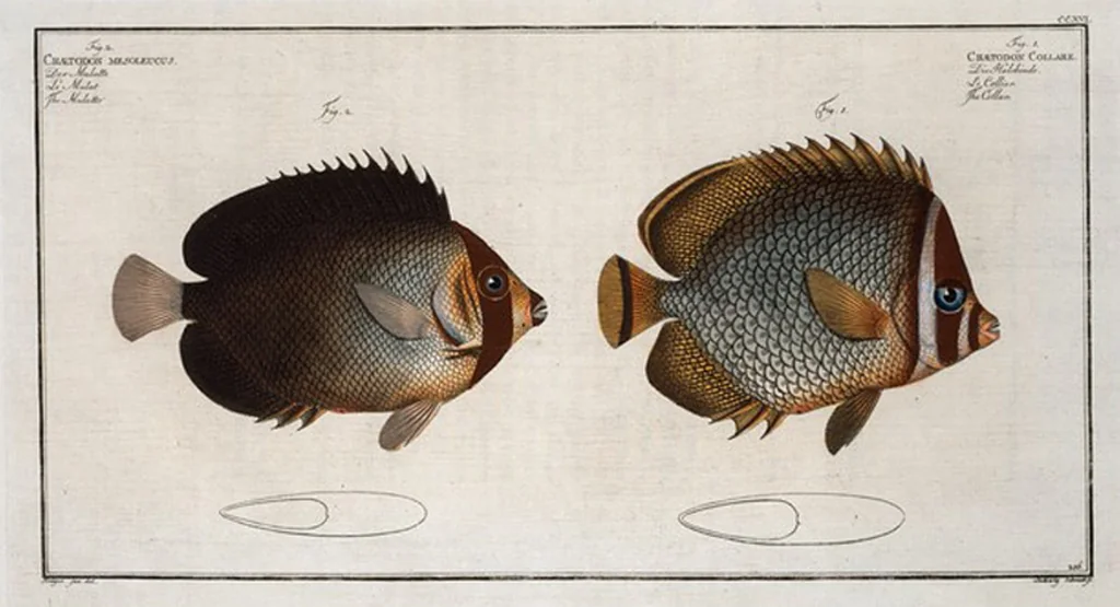 An illustration from Allgemeine Naturgeschichte der Fische. French = Ichtylogie, ou Histoire naturelle : generale et particuliere des poissons, 1785, leaf 228