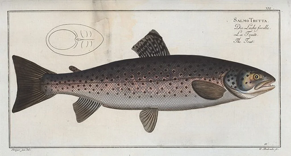 An illustration from Allgemeine Naturgeschichte der Fische. French = Ichtylogie, ou Histoire naturelle : generale et particuliere des poissons, 1785, leaf 23
